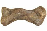 Triceratops Metatarsal with Metal Base - Wyoming #228175-4